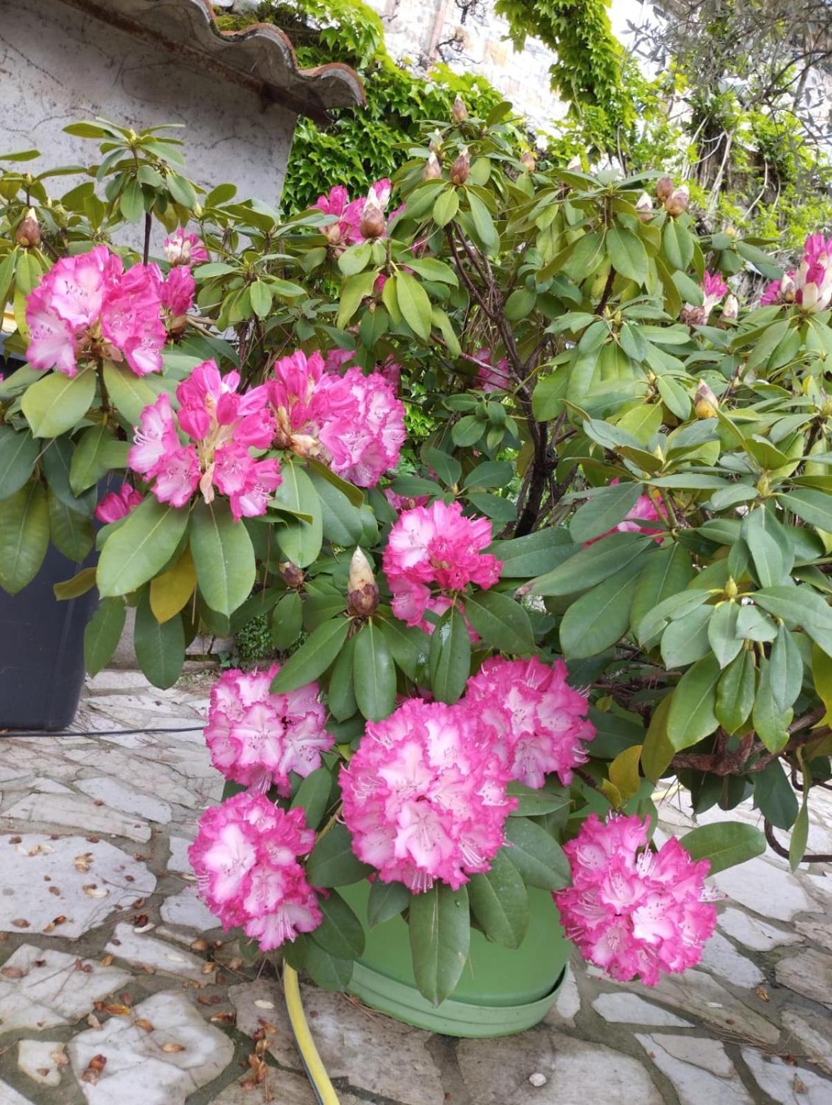 Gite 2 "Le Tilia " Aux Magnolias 3 Etoiles Aubenas Exteriör bild
